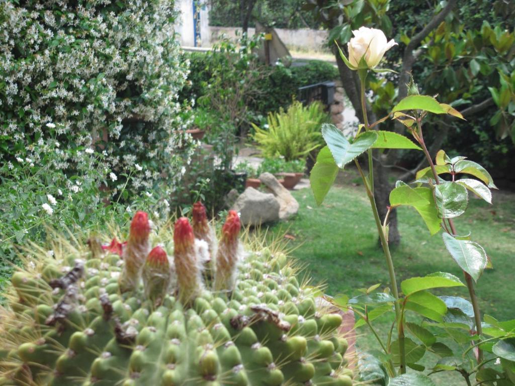 Bed & Breakfast Dessole Olbia Exterior foto